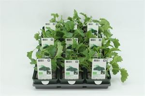 Bild von Kool. Boerenkool Bio Set